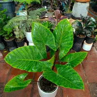 گل بابا آدم (آپارتمانی)