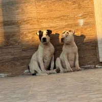 پیتبول بسیار اصیل|سگ|تهران, چهارصد دستگاه|دیوار