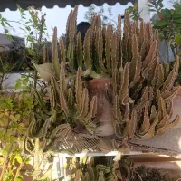 فروش لوازم منزل|حراج|اصفهان, شاهد|دیوار