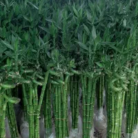 بامبو|گل و گیاه طبیعی|شریفآباد, |دیوار