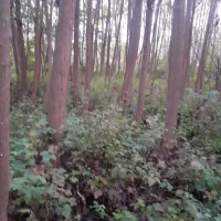 فروش تعداد بالا درخت صنوبر|گل و گیاه طبیعی|شلمان, |دیوار