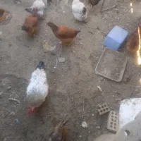 مرغ و خروس|حیوانات مزرعه|مشهد, نوید|دیوار