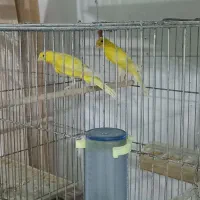 قناری نر و ماده|پرنده|اردکان, |دیوار