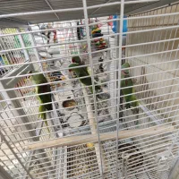 پرنده فروشی|پرنده|قم, خاکفرج|دیوار