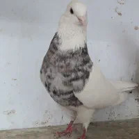 طوقی کبوتر کفتر