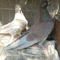 سرخ /خال زرد