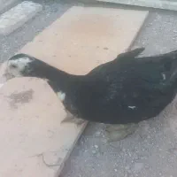 اردک اسراییلی مولد تخم گذار و نیمچه ۴ ماهه|حیوانات مزرعه|قزوین, |دیوار