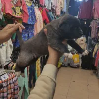 توله و سگ بزرگ نگهبان و گله