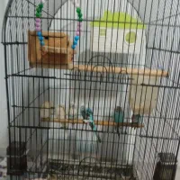 مرغ عشق|پرنده|تهران, امام حسین|دیوار