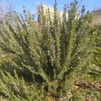 رزماری|گل و گیاه طبیعی|انگوت, |دیوار