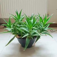 گلدان گل طبیعی آلوئه شاخ بزی بزرگ