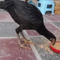 فروش‌جوجه‌مرغ وخروس‌اوشامو ومرغ‌افغان|حیوانات مزرعه|کامیاران, |دیوار