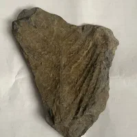 فسیل قدمت دار