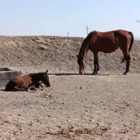 مادیون اصیل کورد سردم گیر پرخون معاوضه با گوسفند