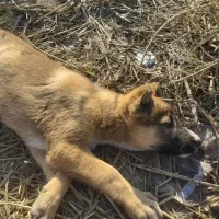 توله سگ محلی|سگ|پارس‌آباد, |دیوار