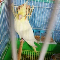 جوجه عروس هلندی