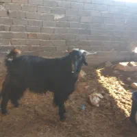 گوسفند