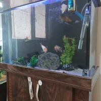 آکواریوم و تعدادی ماهی|ماهی|تهران, صادقیه|دیوار
