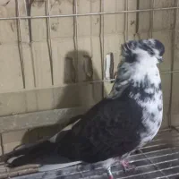 حیوان نوک ریز