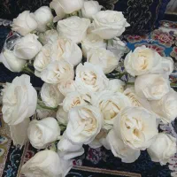 ۵۰ شاخه گل رز