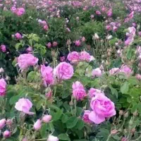هزارمتر-باغ-سبز-گل-محمدی-درروستا