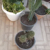 گل طبیعی|گل و گیاه طبیعی|نیشابور, شهرک رسولی|دیوار