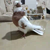 کبوتر نقابی