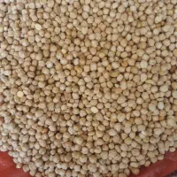 نخود گریت