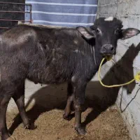 گوساله نر گاومیش