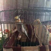 عروس هلندی|پرنده|کرج, شاهین‌ویلا|دیوار