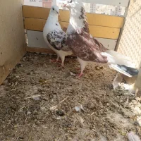 کبوتر|پرنده|آبیک, |دیوار