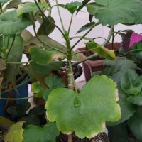 گل حسن یوسف و...|گل و گیاه طبیعی|مشهد, میان ولایت|دیوار