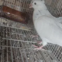 ۵ عدد کبوتر جوانه رنگه|پرنده|فردوس (خراسان), |دیوار