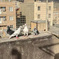 کبوتر|پرنده|قزوین, |دیوار