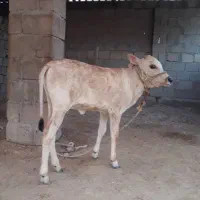 فروش گاو و گوساله|حیوانات مزرعه|قشم, |دیوار