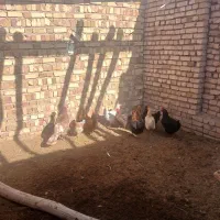 ده عدد مرغ محلی تخمگذار|حیوانات مزرعه|اسفرورین, |دیوار