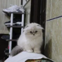 گربه پرشین|گربه|بم, |دیوار