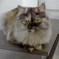 پاندا نژاد پرشین  دار اصیل ماده ۸ ماهه اروم