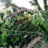 باغ|فروش دفتر صنعتی، کشاورزی، تجاری|کوهین, |دیوار