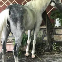 اسب نریان فوق العاده|اسب و تجهیزات اسبسواری|تهران, آذری|دیوار