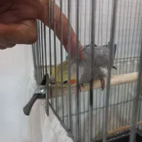 عروس هلندی نر