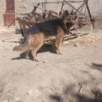 ژرمن شپرد|سگ|ازنا, |دیوار