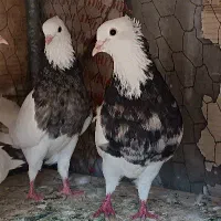 بوم کفتر رنگی طوقی . سرور . تهرونی پرشی . راعبی|پرنده|باغ بهادران, |دیوار