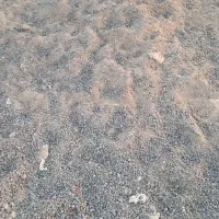 کوت