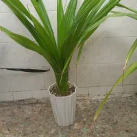 گل پاندانوس