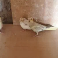 جوجه عروس هلندی تازه دون خور