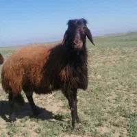 قوچ دو دندو بزری