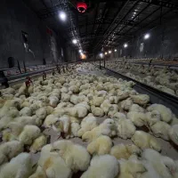 به یک نیروی کاریی در مرغداری نیازمندیم