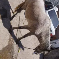 اس.ب مادیان