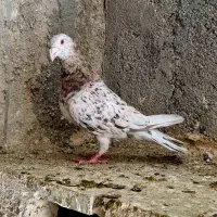 سرور نر نامور همه نوع خال داره نباشد